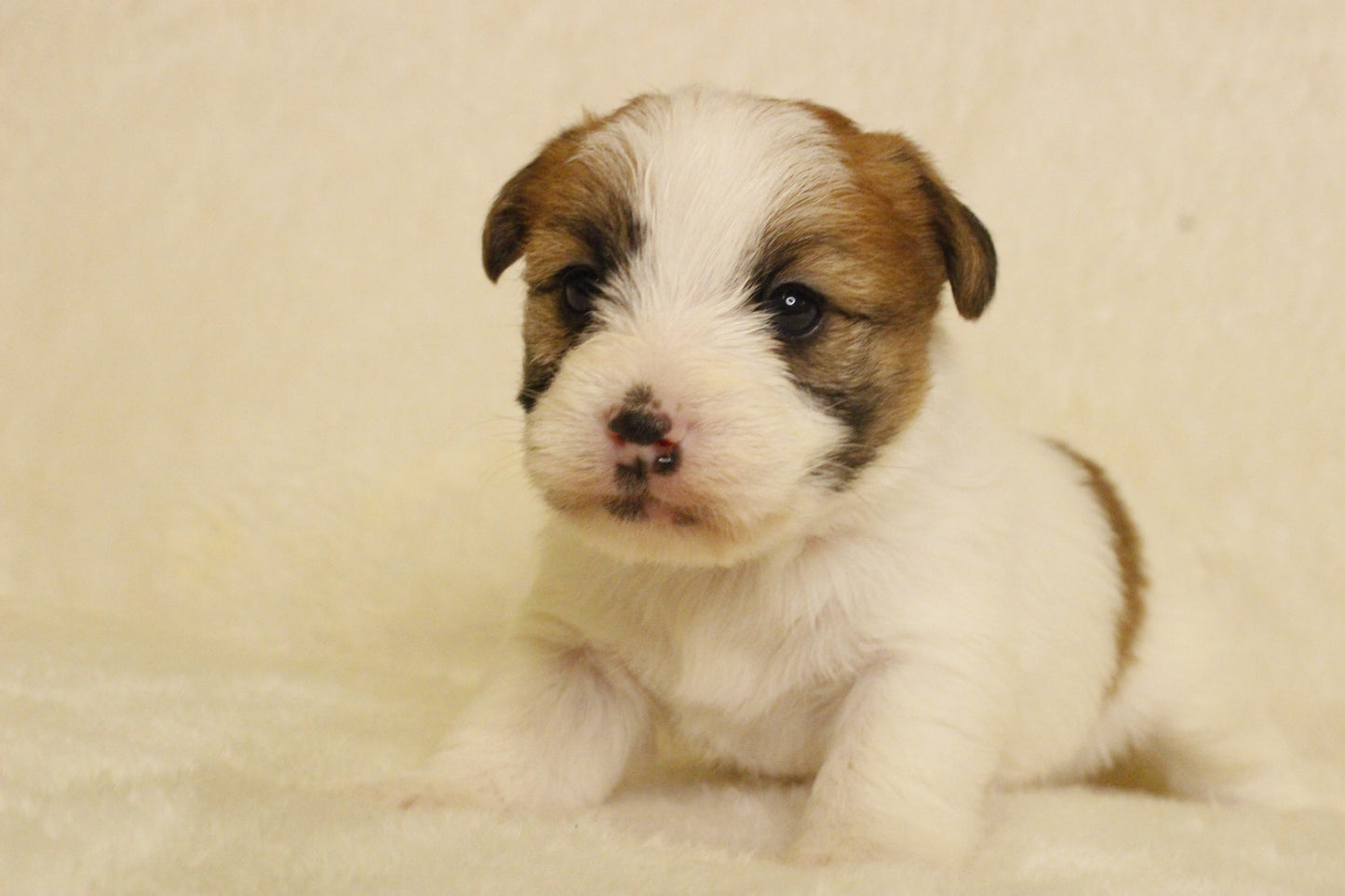 キキベビー① 男の子