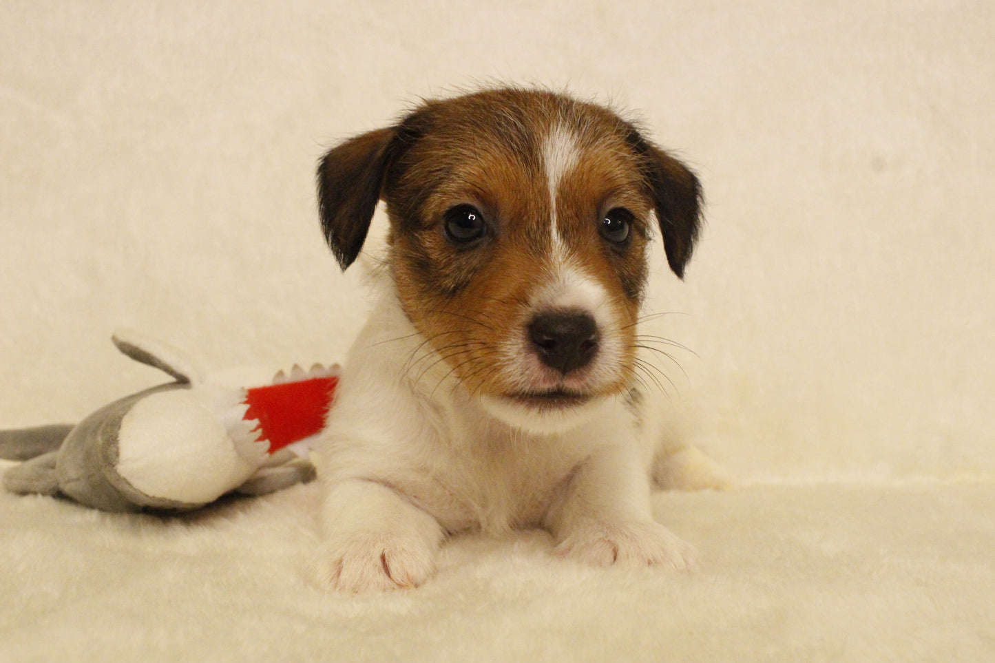 ブランベビー④ 男の子