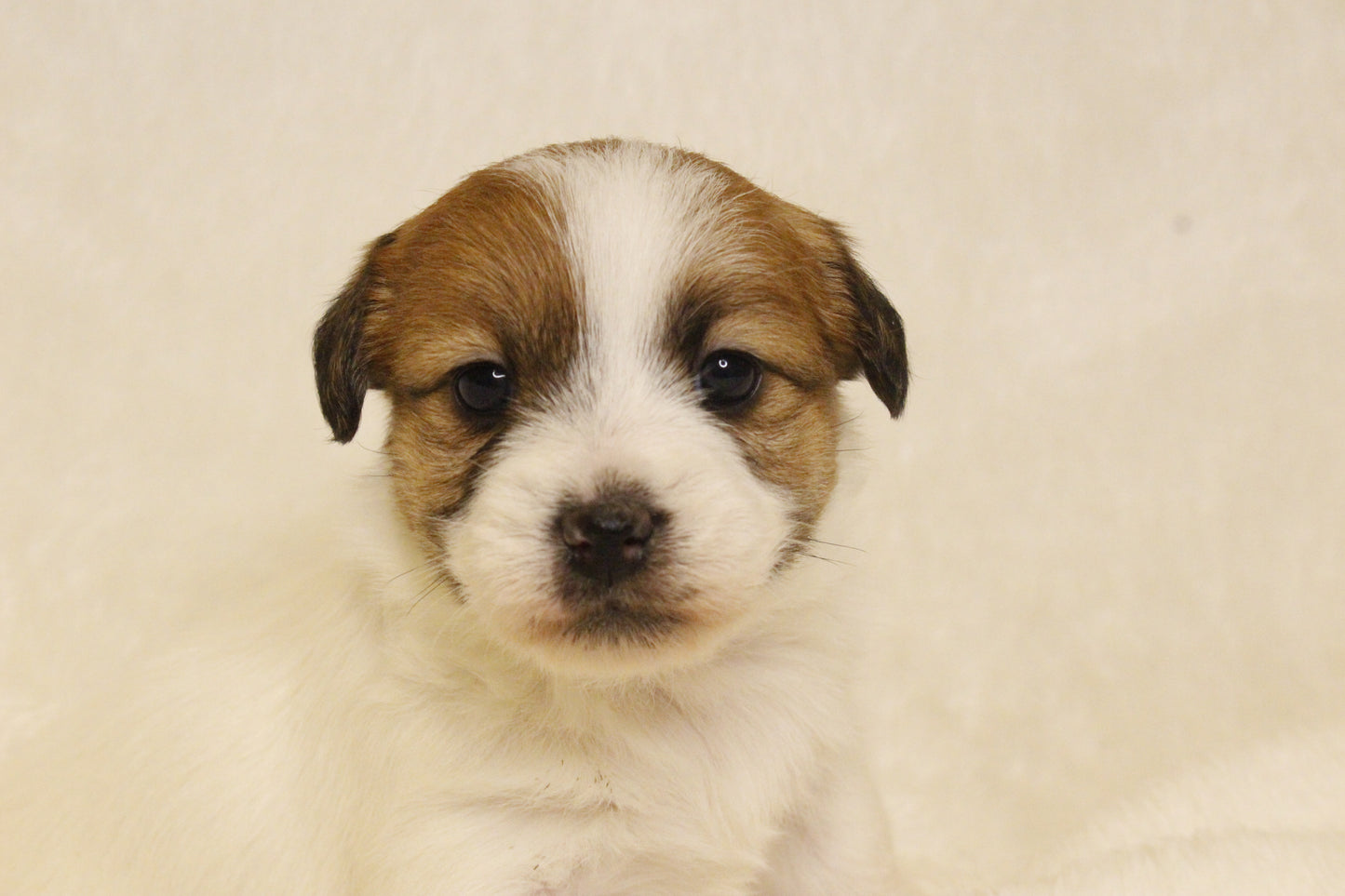 キキベビー④ 女の子