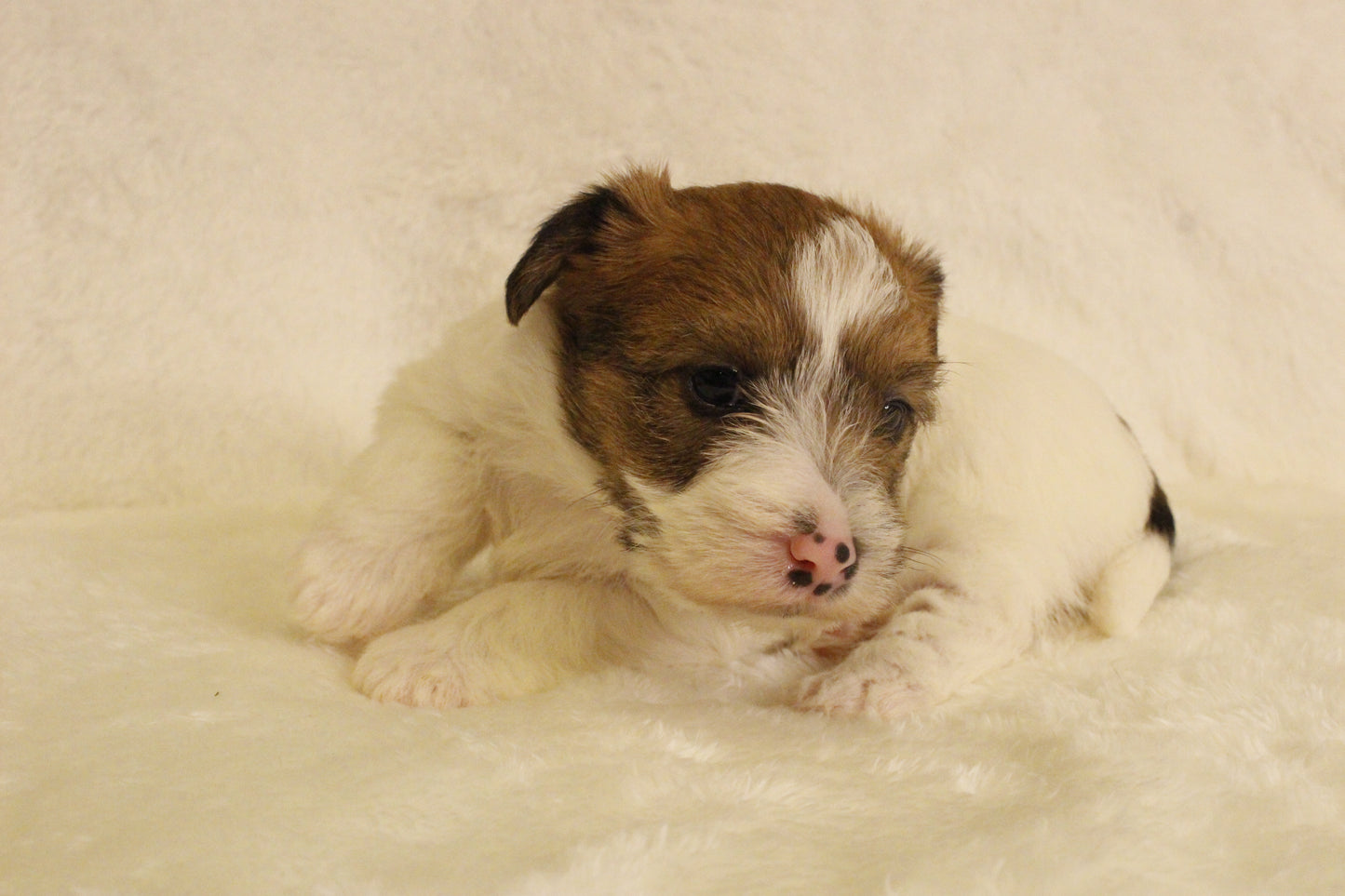 ミルベビー⑤ 女の子