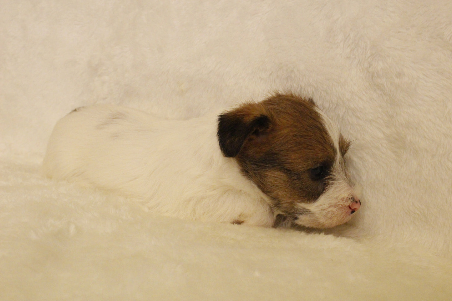 ミルベビー⑤ 女の子