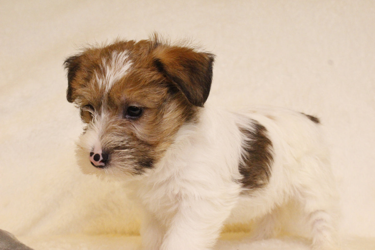 ミルベビー⑤ 女の子