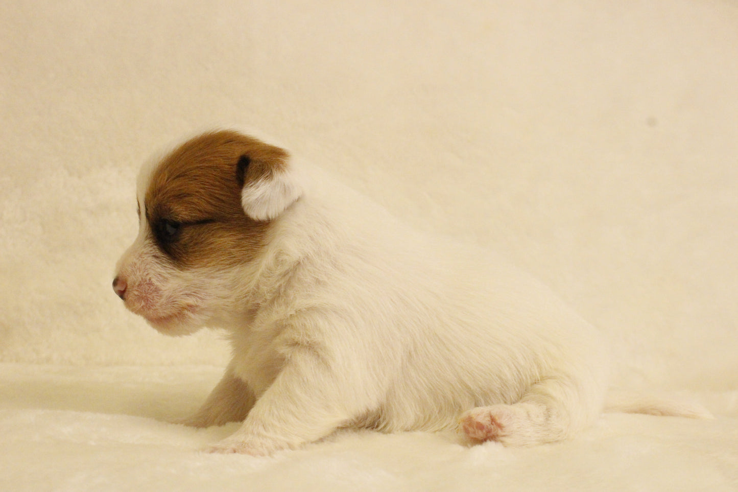 ブランベビー③ 女の子