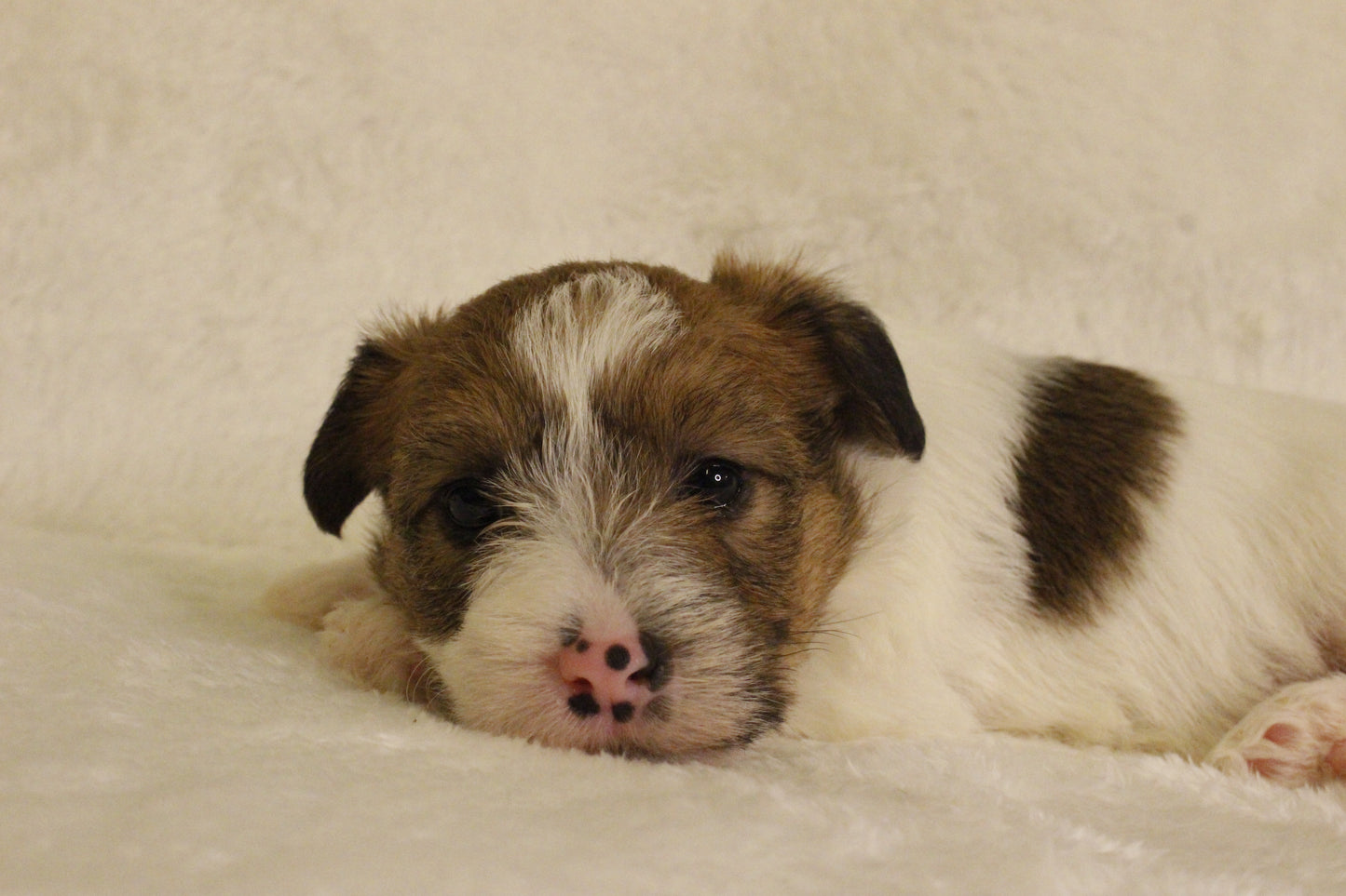 ミルベビー⑤ 女の子