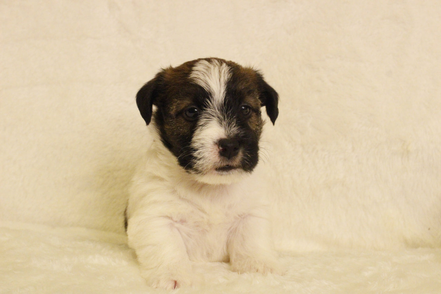 ミルベビー④ 男の子