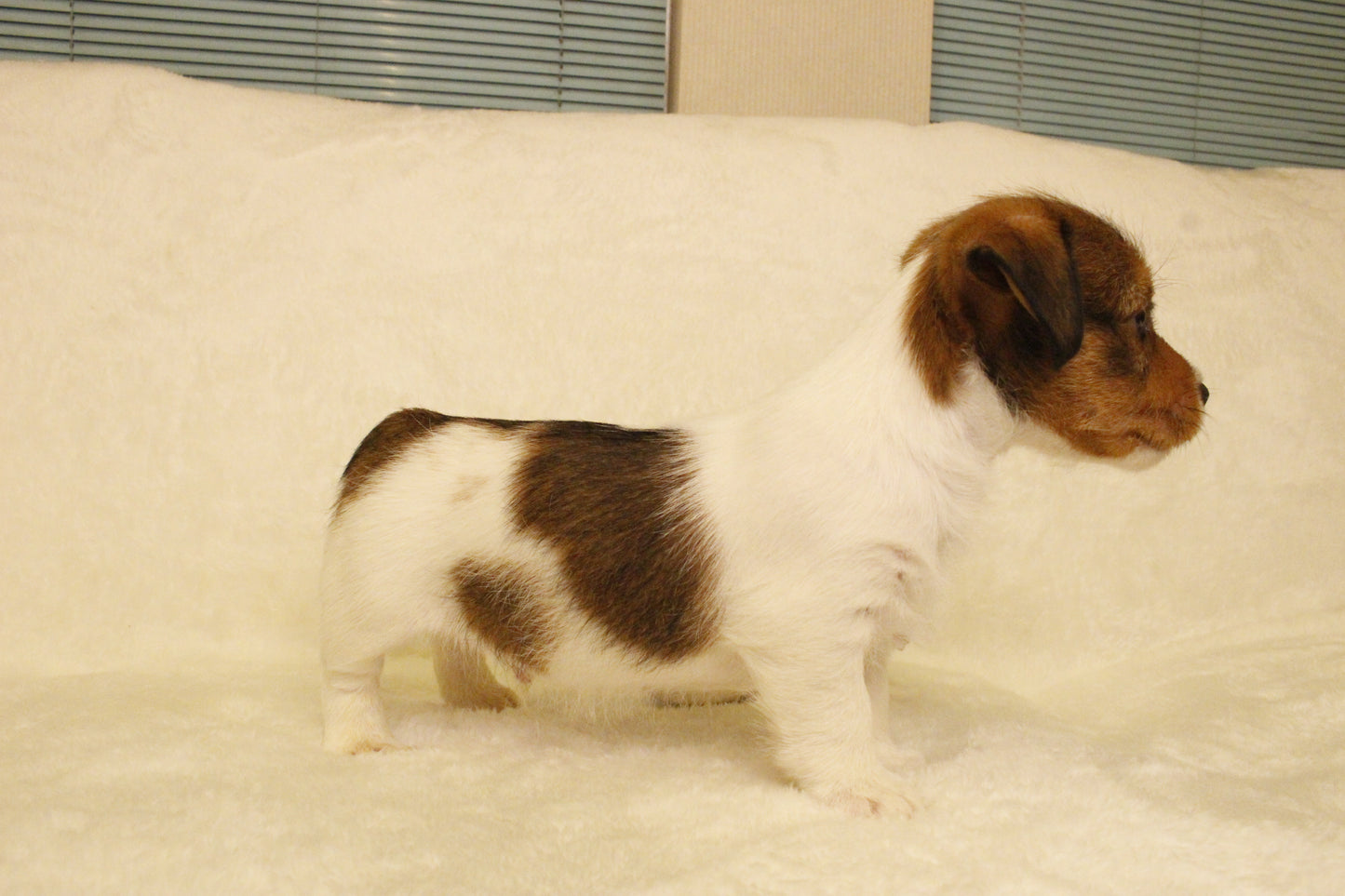 ブランベビー④ 男の子