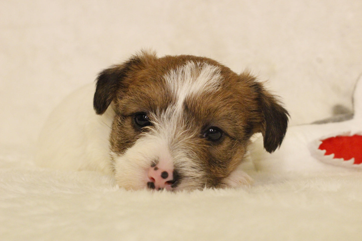 ミルベビー⑤ 女の子