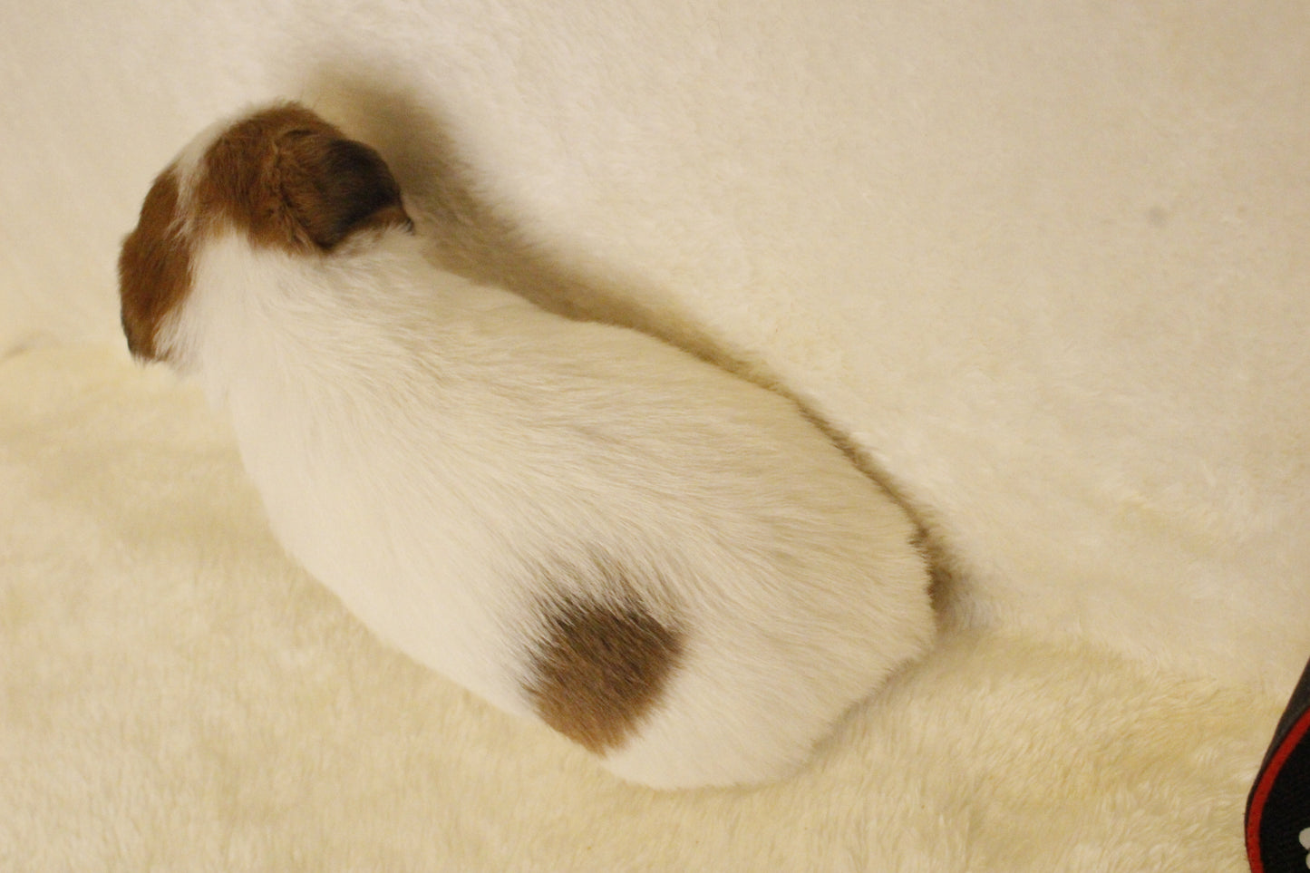 キキベビー① 男の子