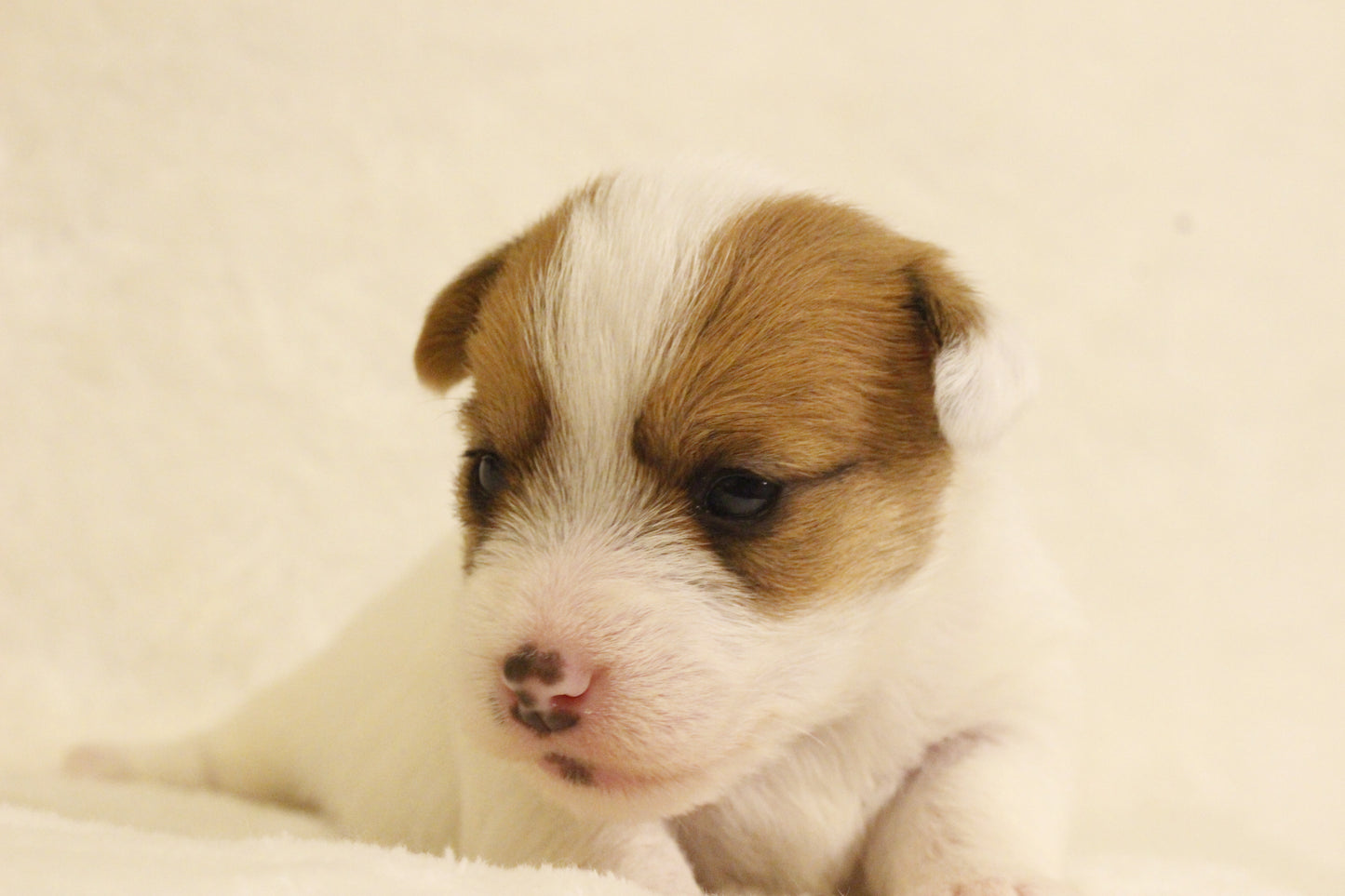 ブランベビー③ 女の子