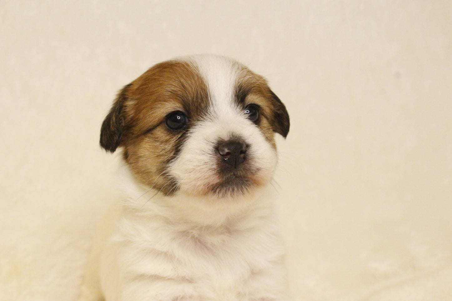 キキベビー④ 女の子