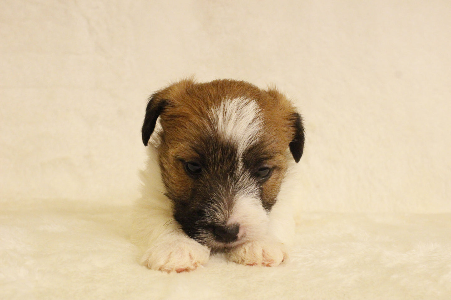 ミルベビー② 男の子