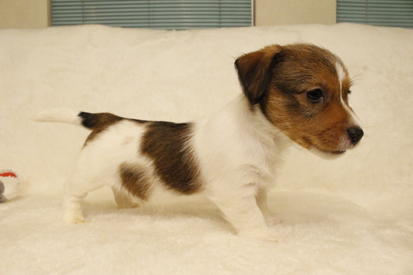 ブランベビー④ 男の子