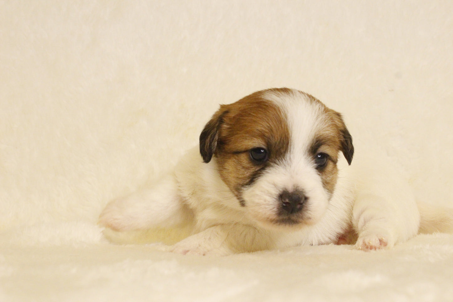 キキベビー④ 女の子