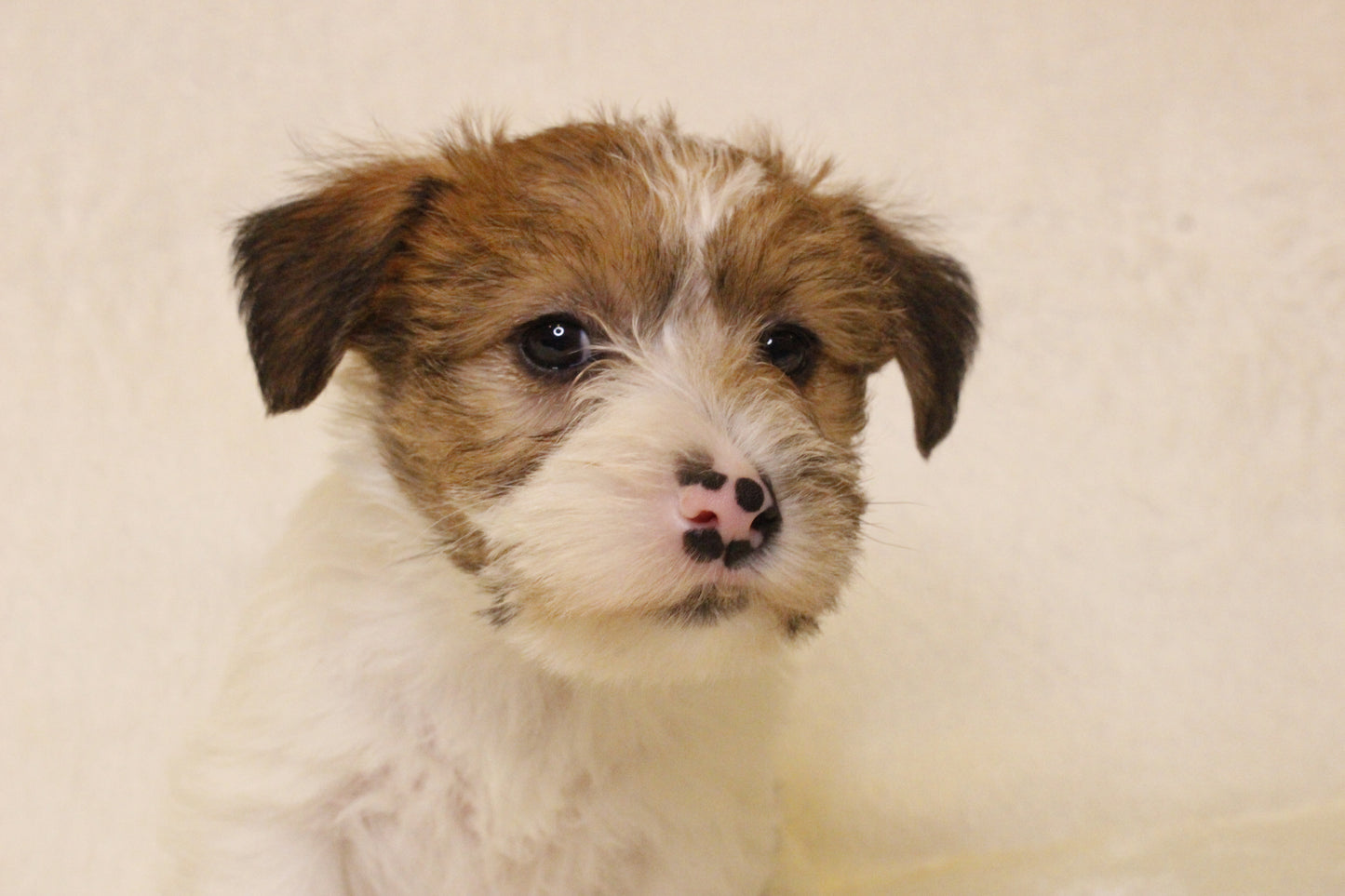 ミルベビー⑤ 女の子