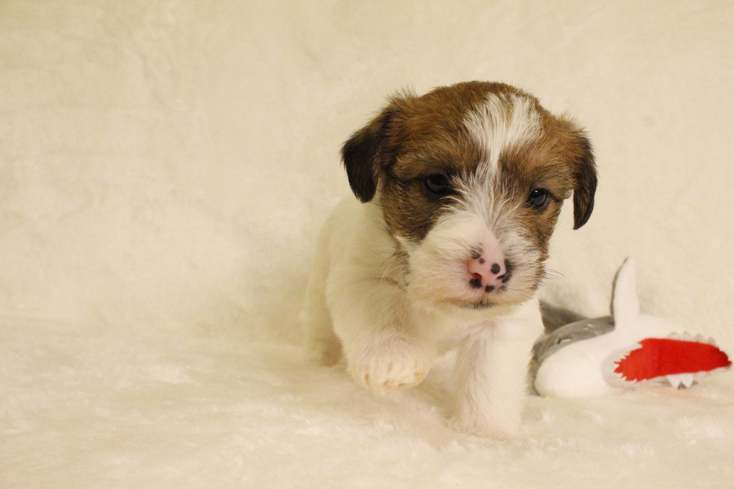 ミルベビー⑤ 女の子