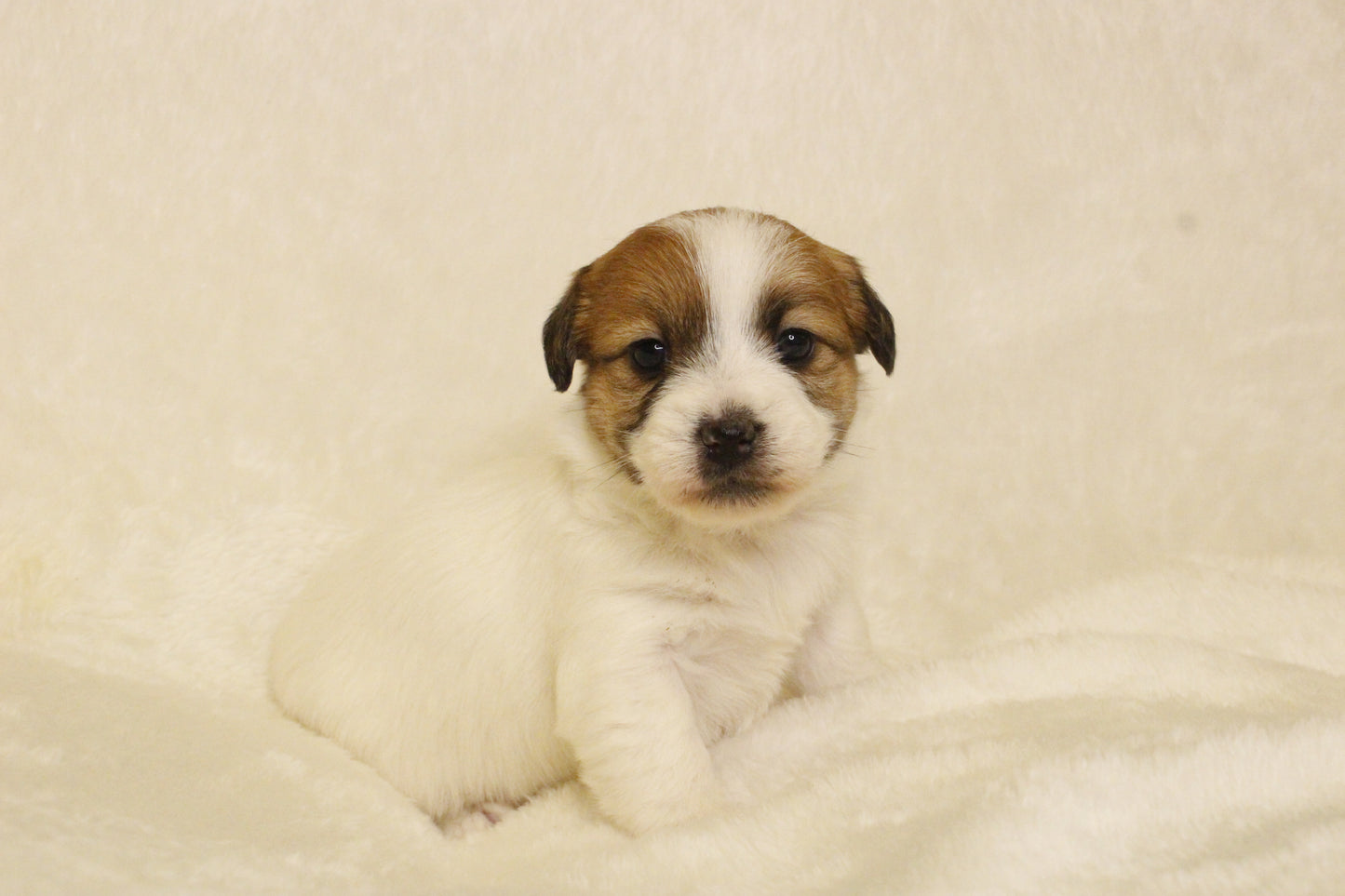 キキベビー④ 女の子