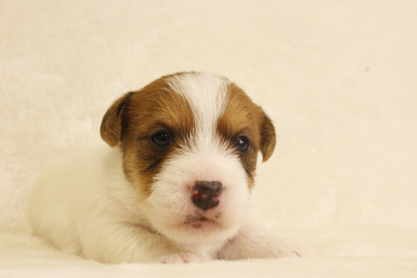 ブランベビー① 男の子