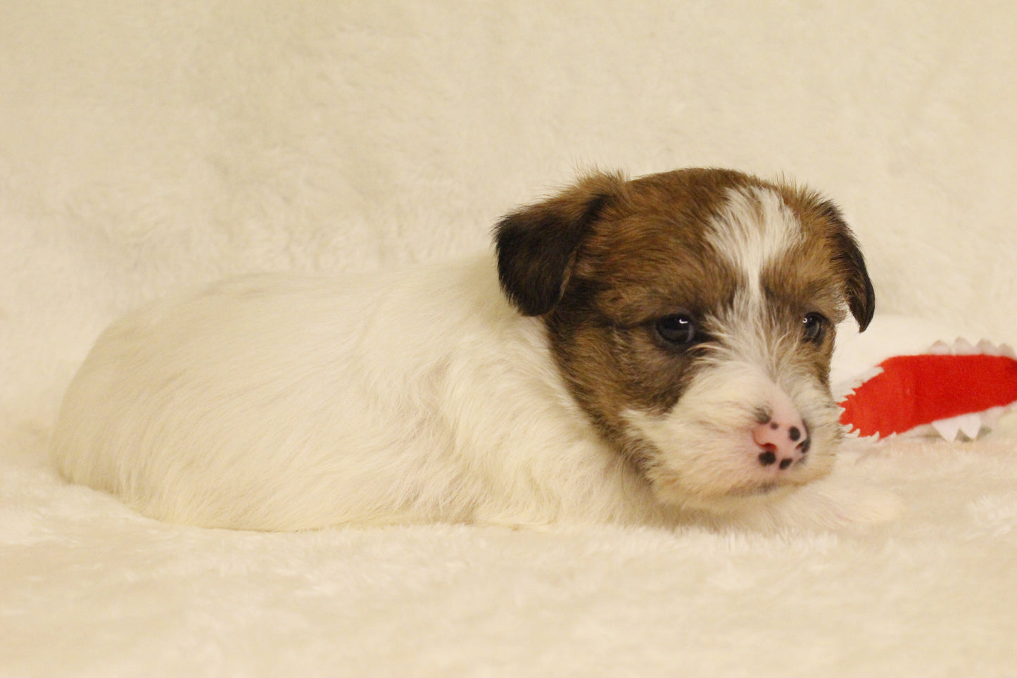 ミルベビー⑤ 女の子