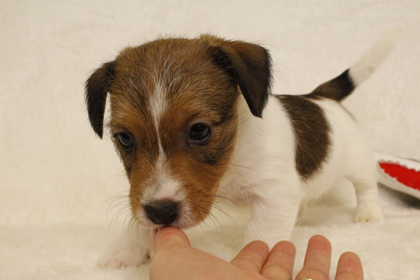 ブランベビー④ 男の子