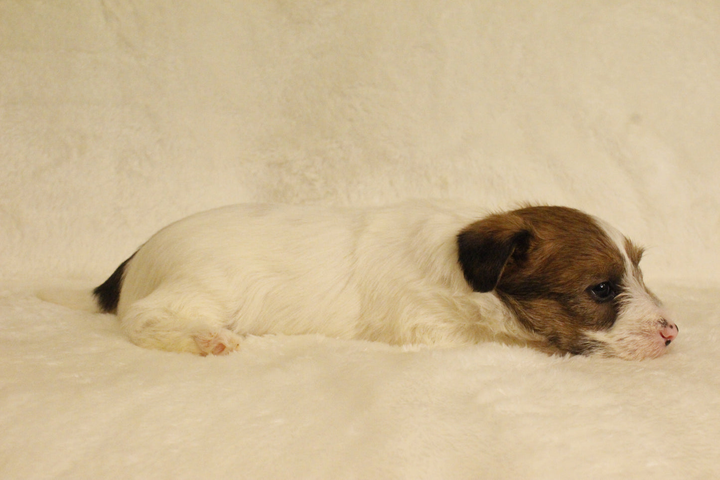 ミルベビー⑤ 女の子