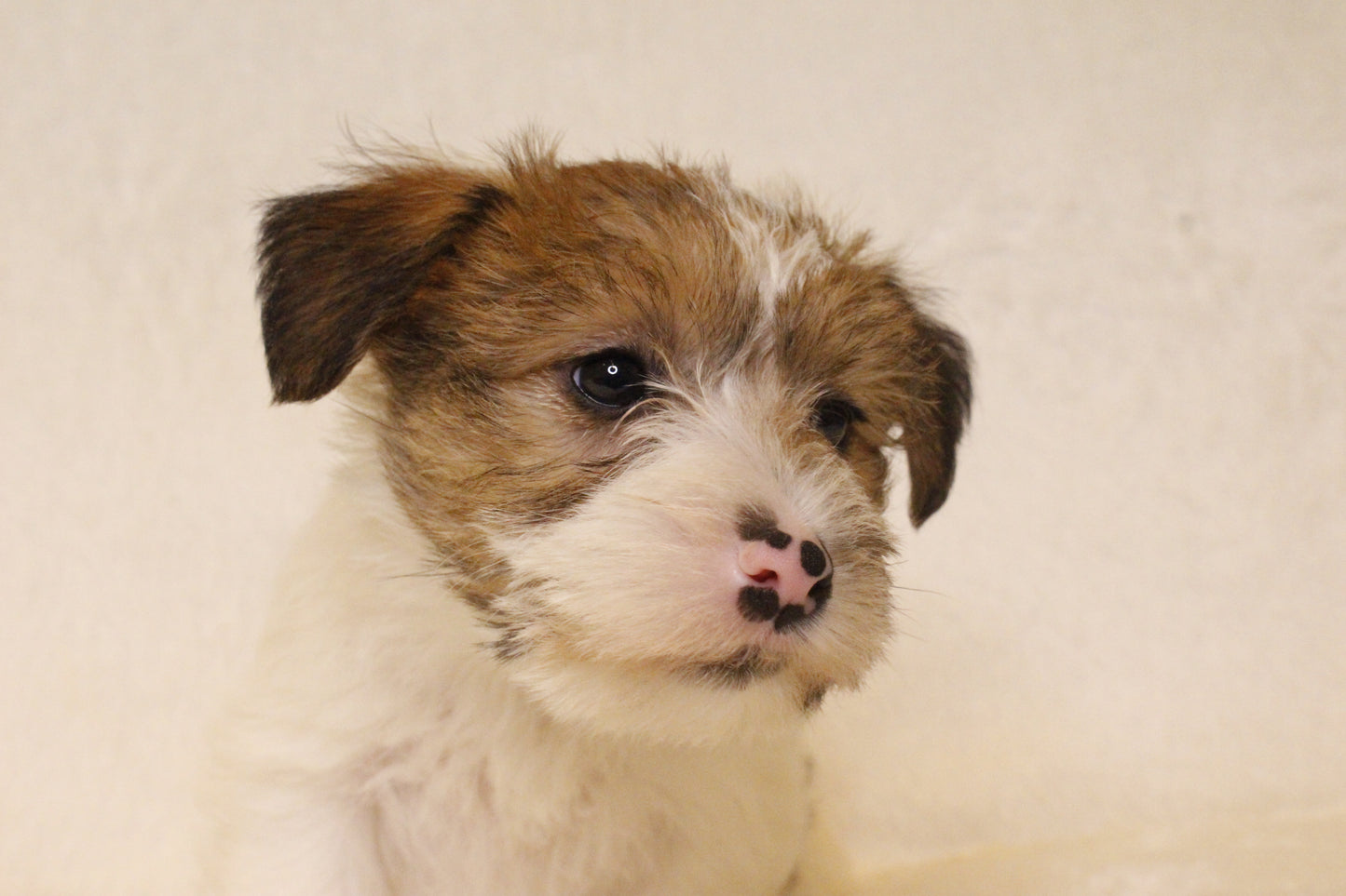 ミルベビー⑤ 女の子