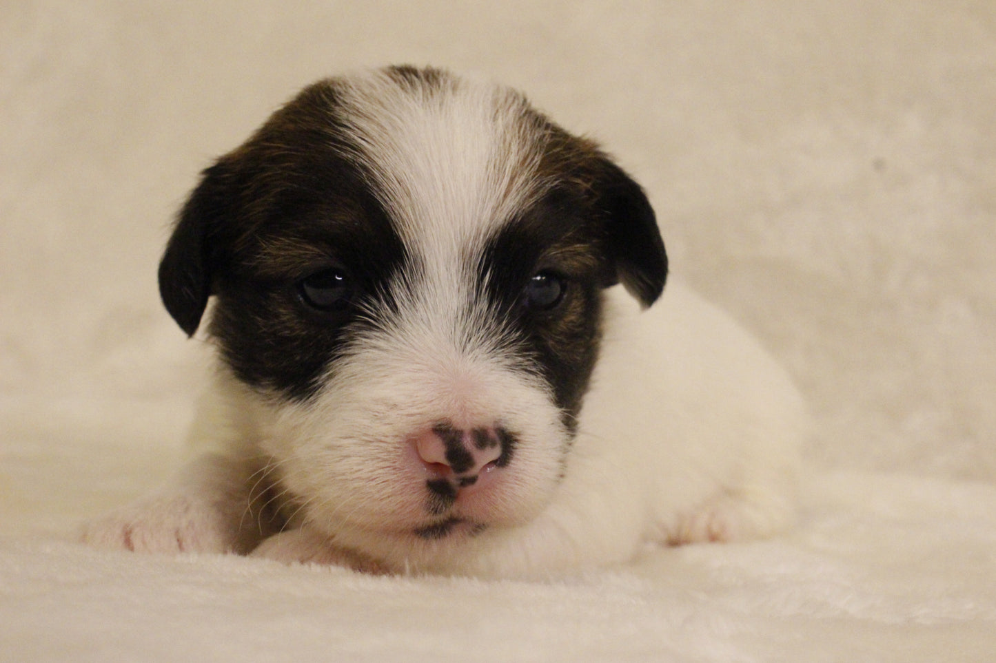 ブランベビー⑤ 女の子