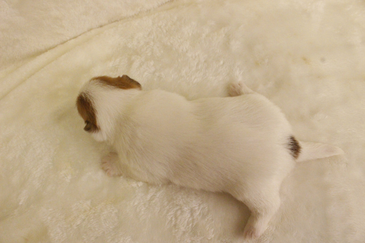 ブランベビー③ 女の子