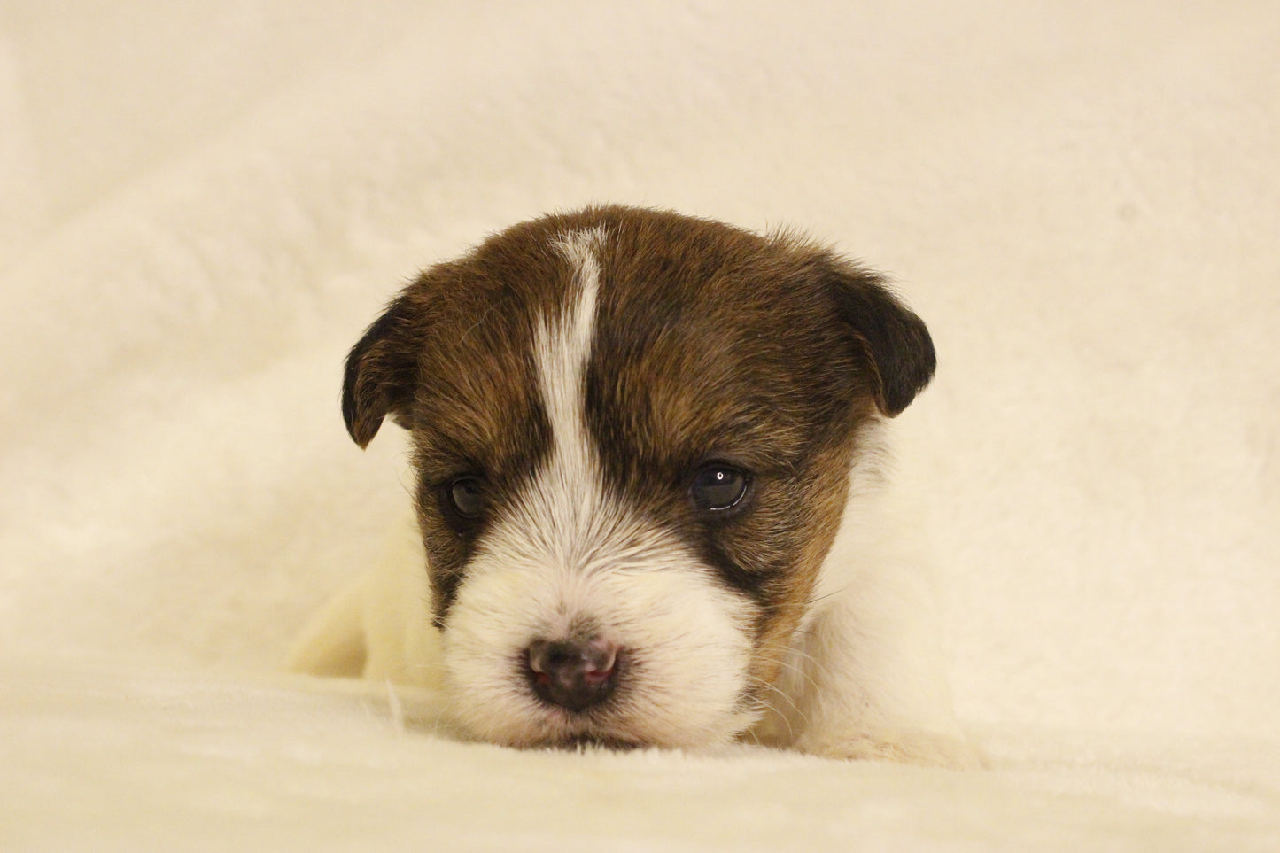 ミルベビー③ 女の子