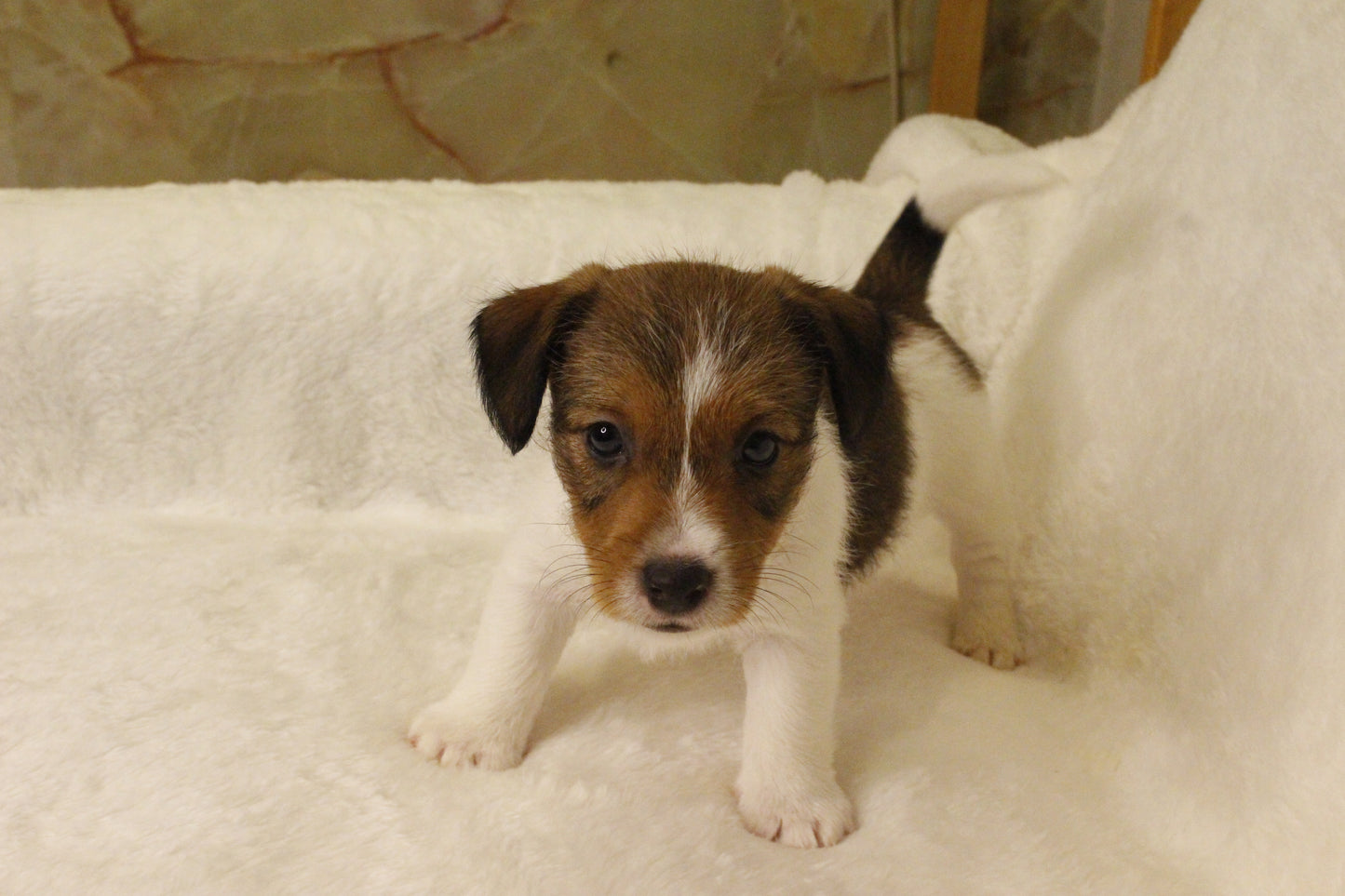 ブランベビー④ 男の子