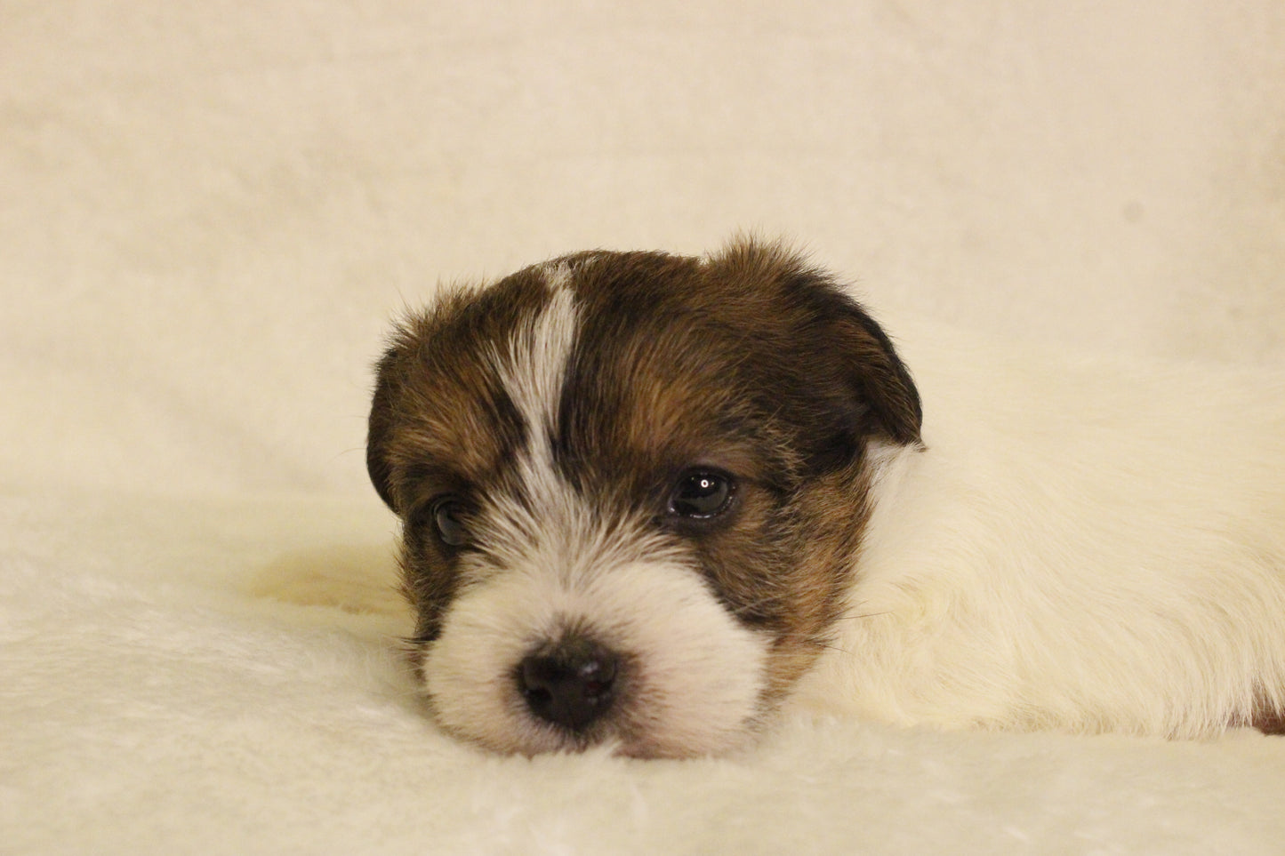 ミルベビー③ 女の子