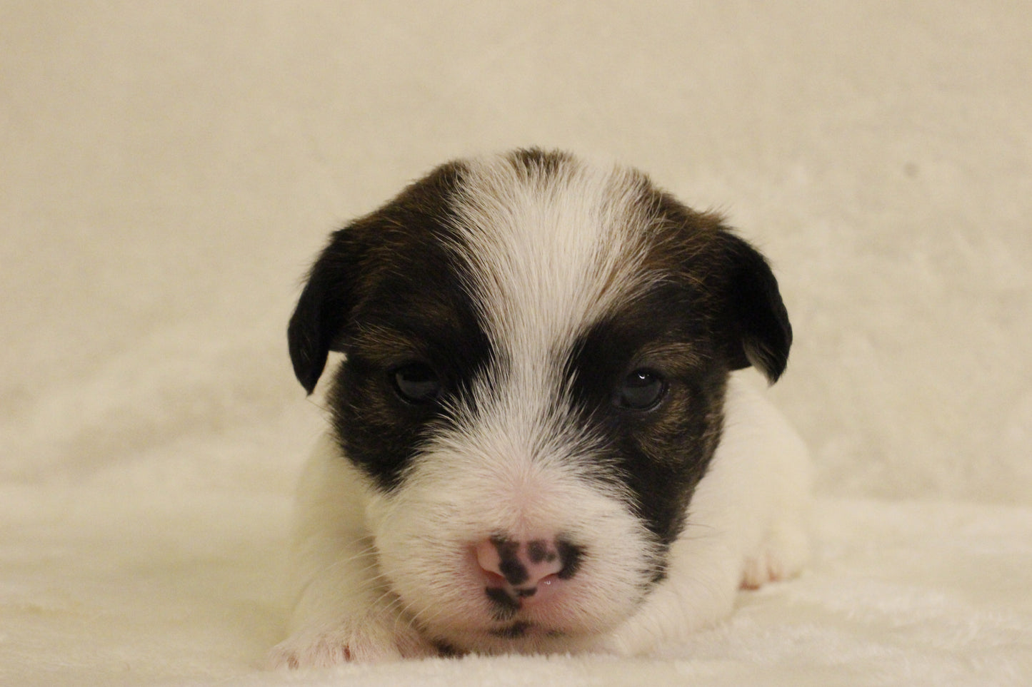 ブランベビー⑤ 女の子