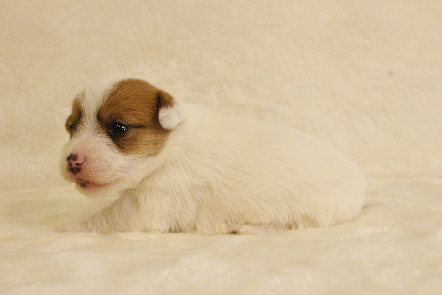 ブランベビー③ 女の子