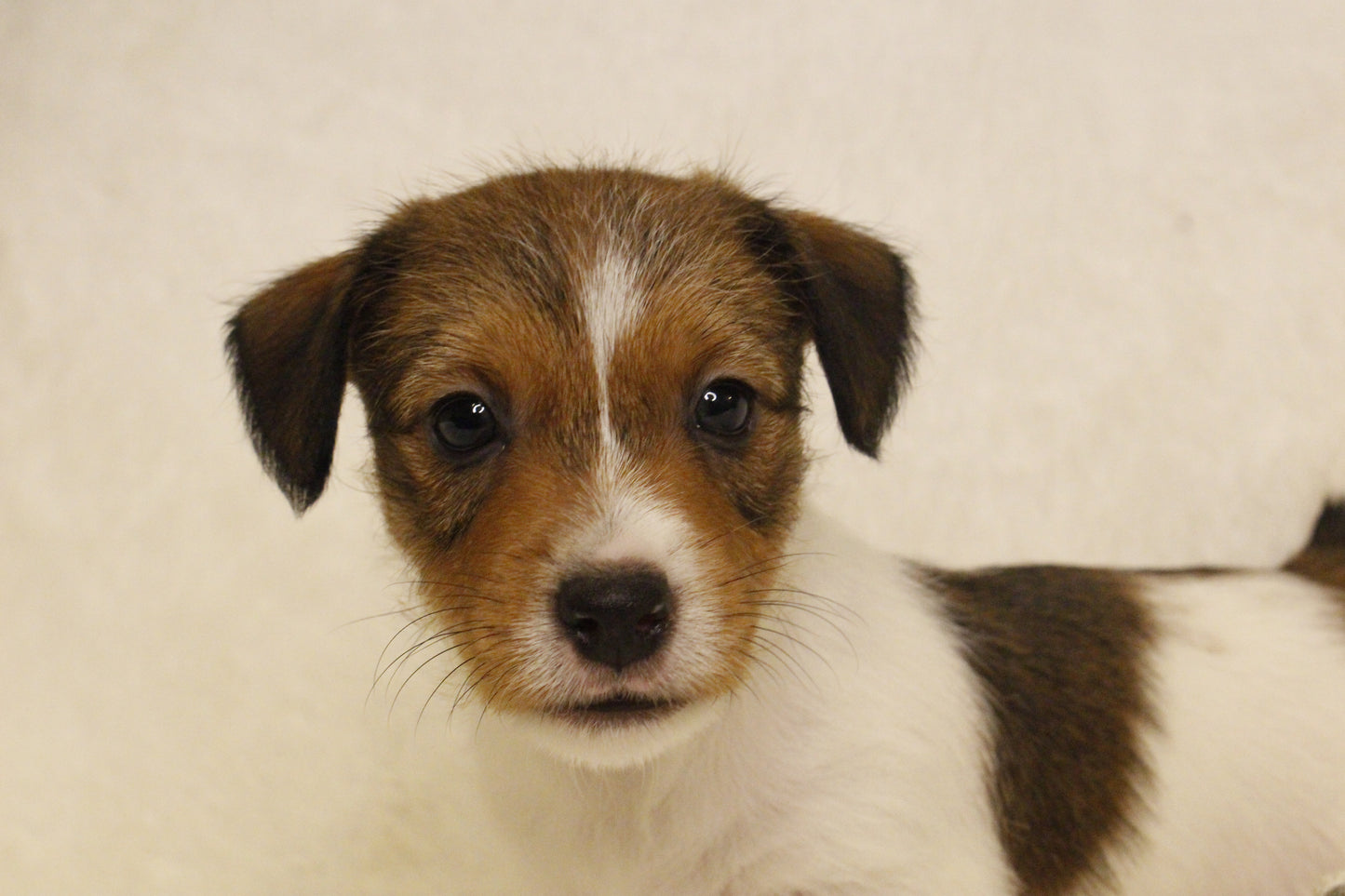 ブランベビー④ 男の子