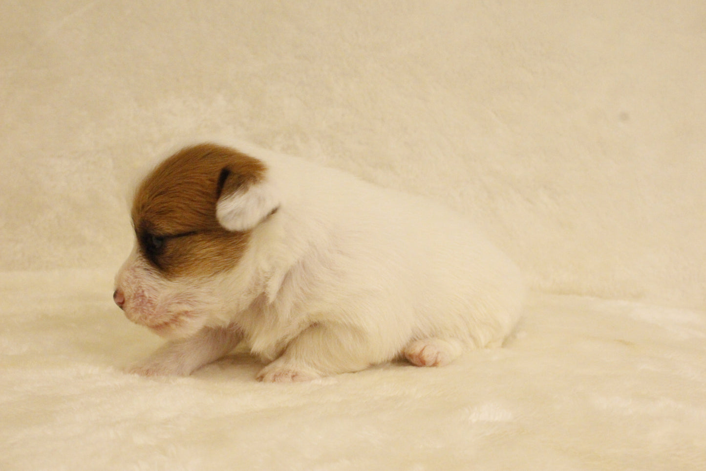 ブランベビー③ 女の子