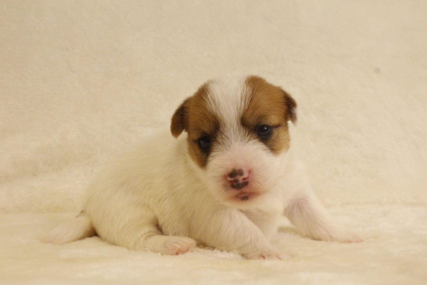 ブランベビー③ 女の子