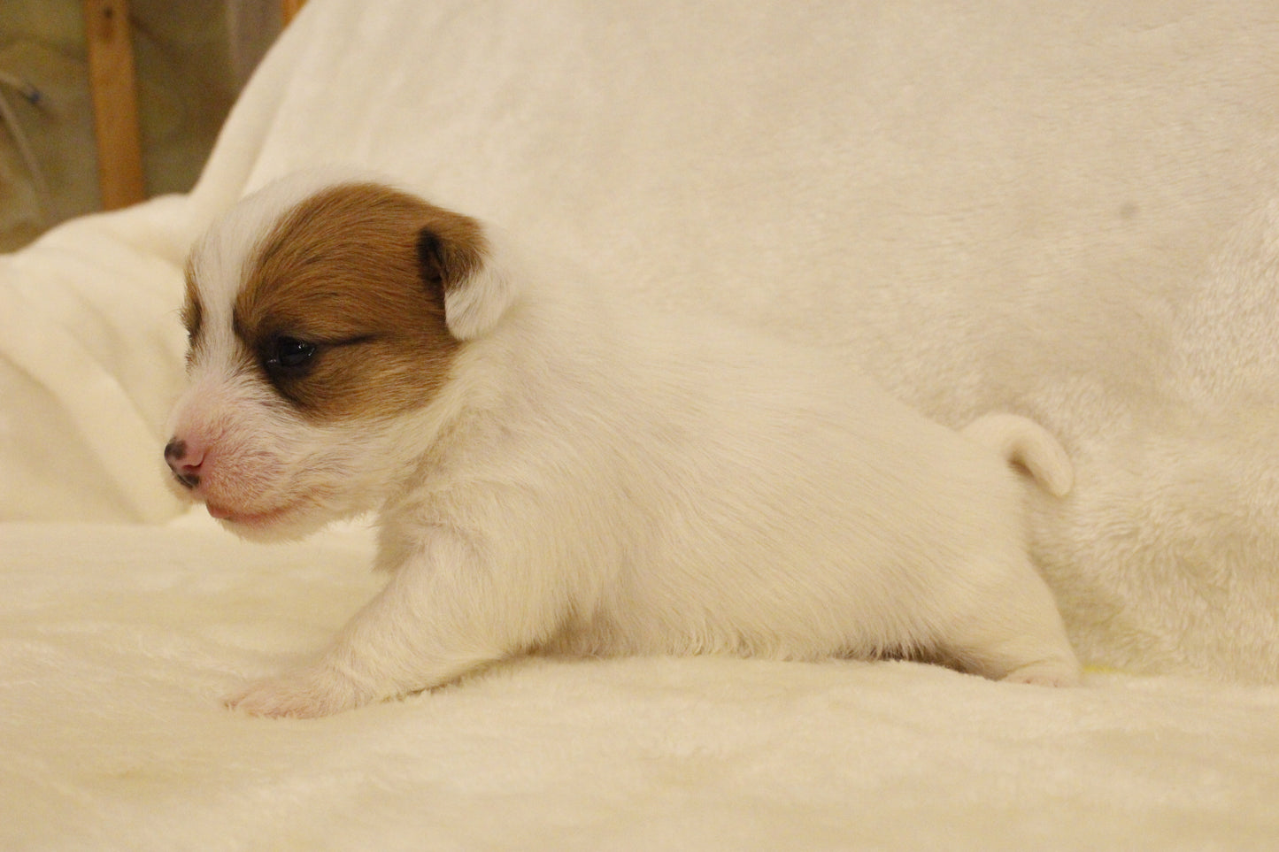 ブランベビー③ 女の子