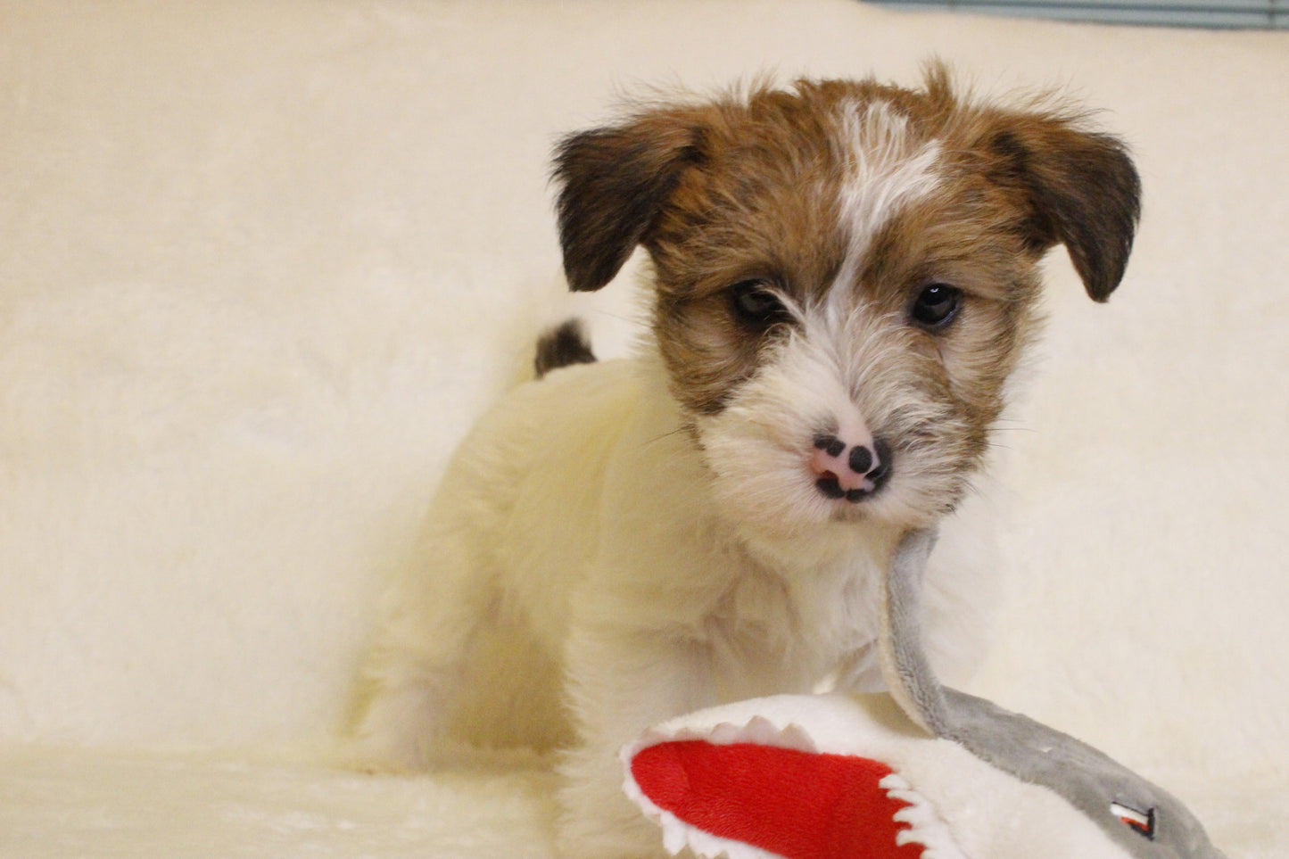 ミルベビー⑤ 女の子