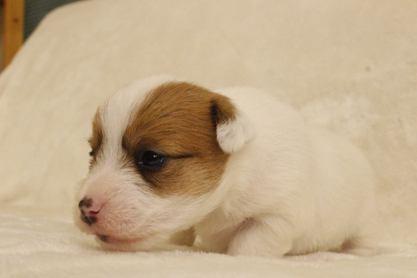 ブランベビー③ 女の子