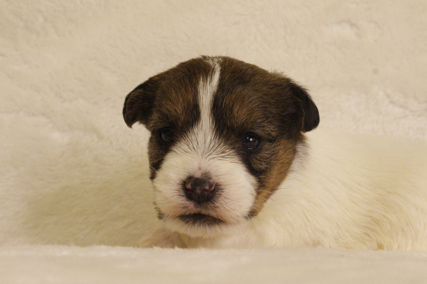 ミルベビー③ 女の子