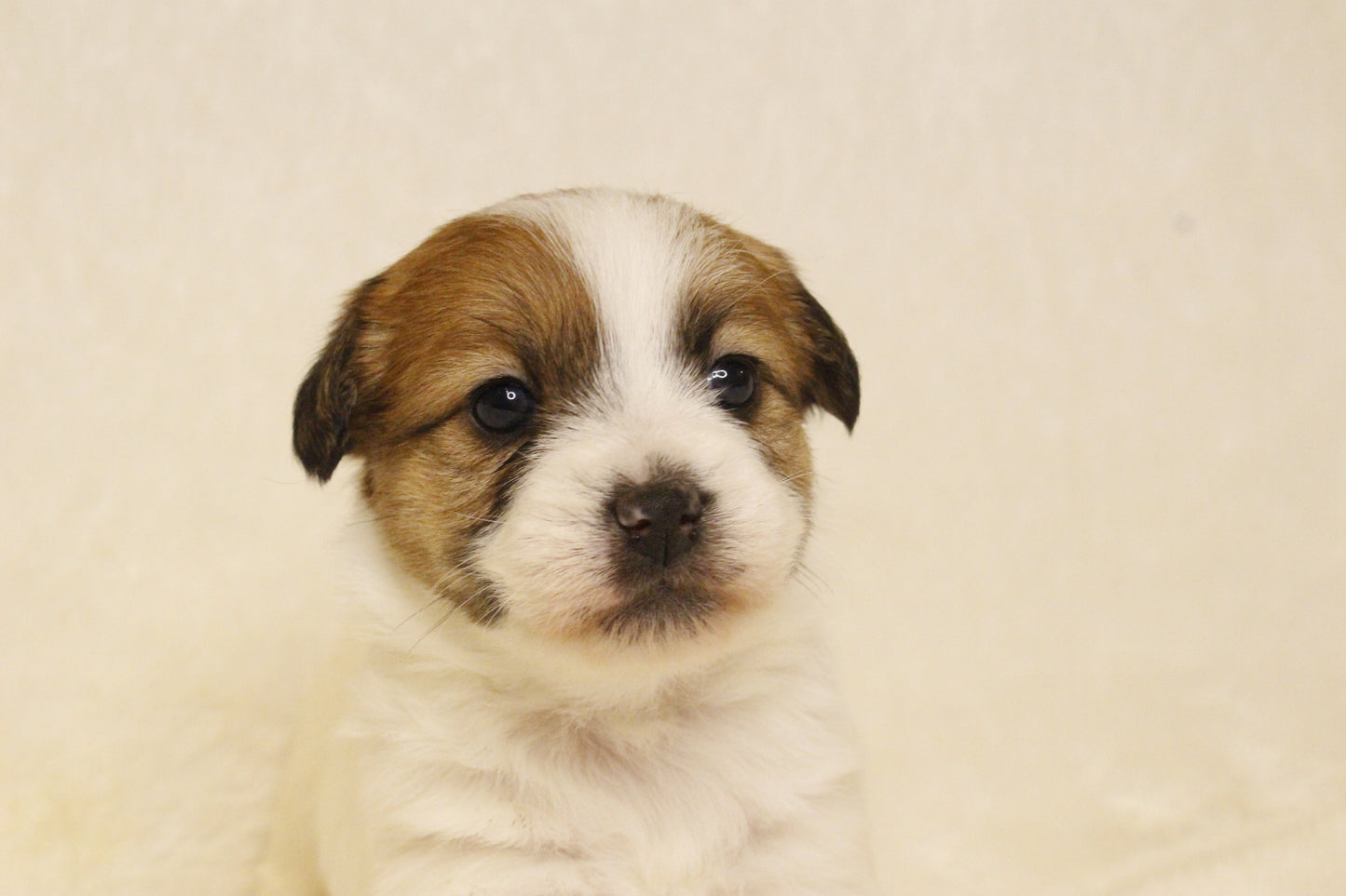 キキベビー④ 女の子