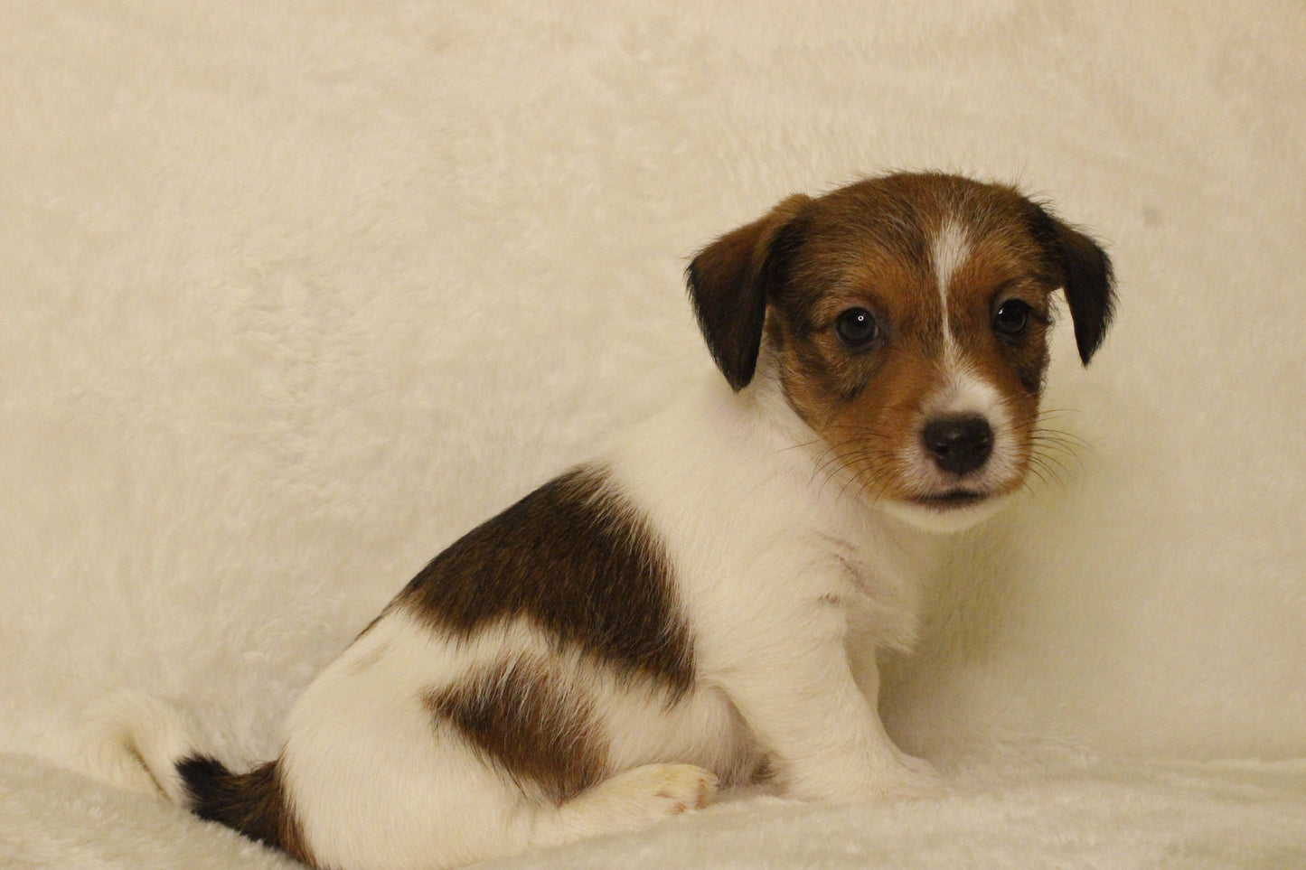 ブランベビー④ 男の子