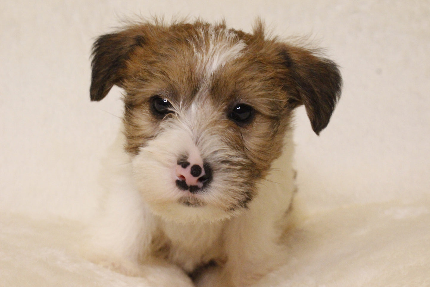 ミルベビー⑤ 女の子