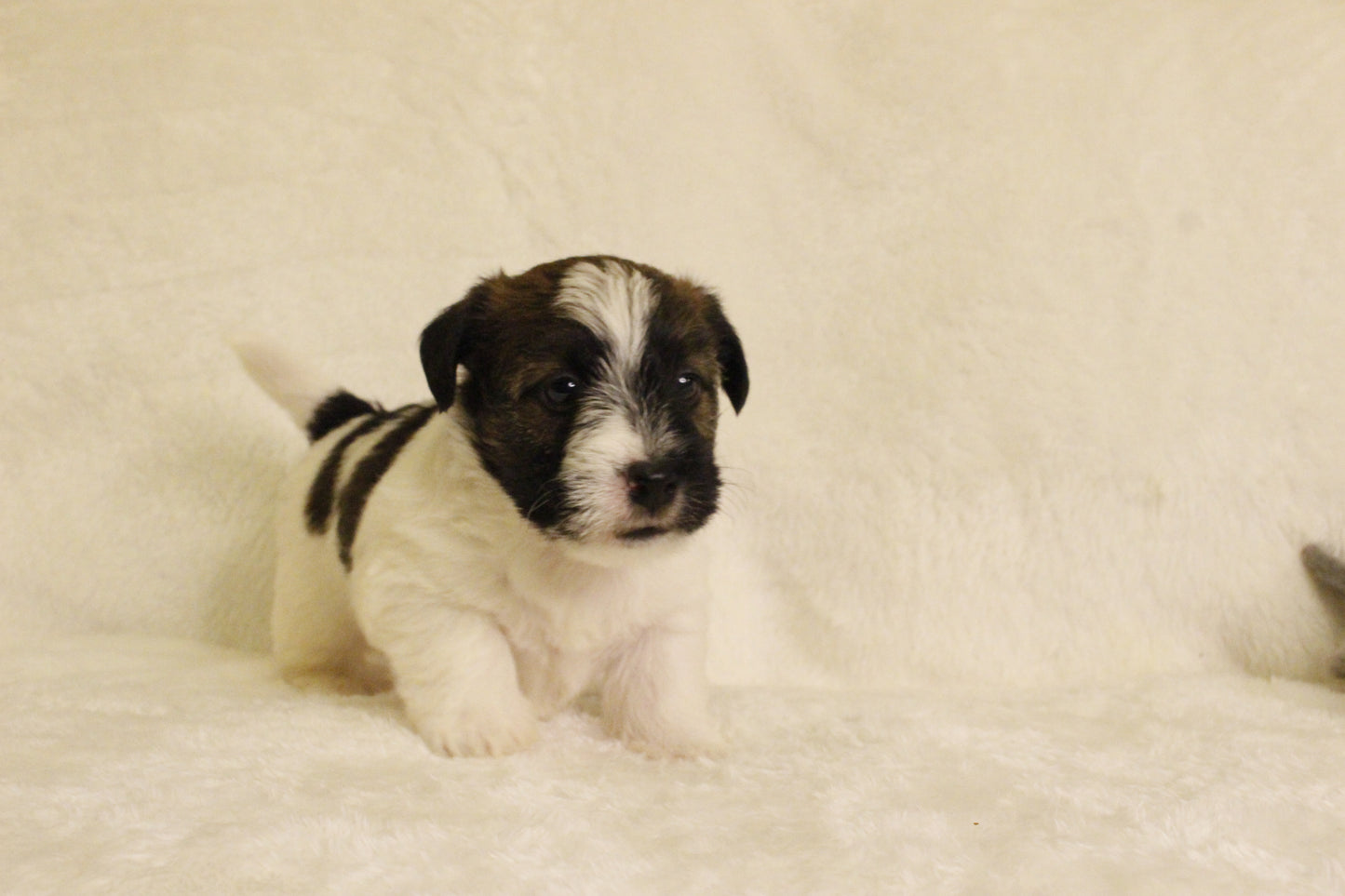 ミルベビー④ 男の子