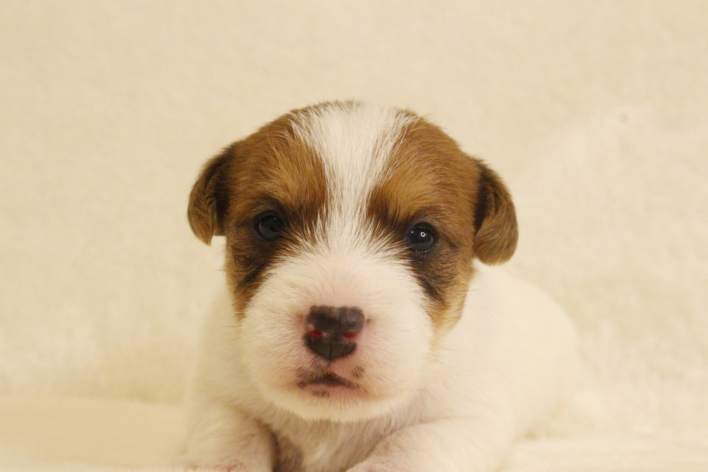 ブランベビー① 男の子