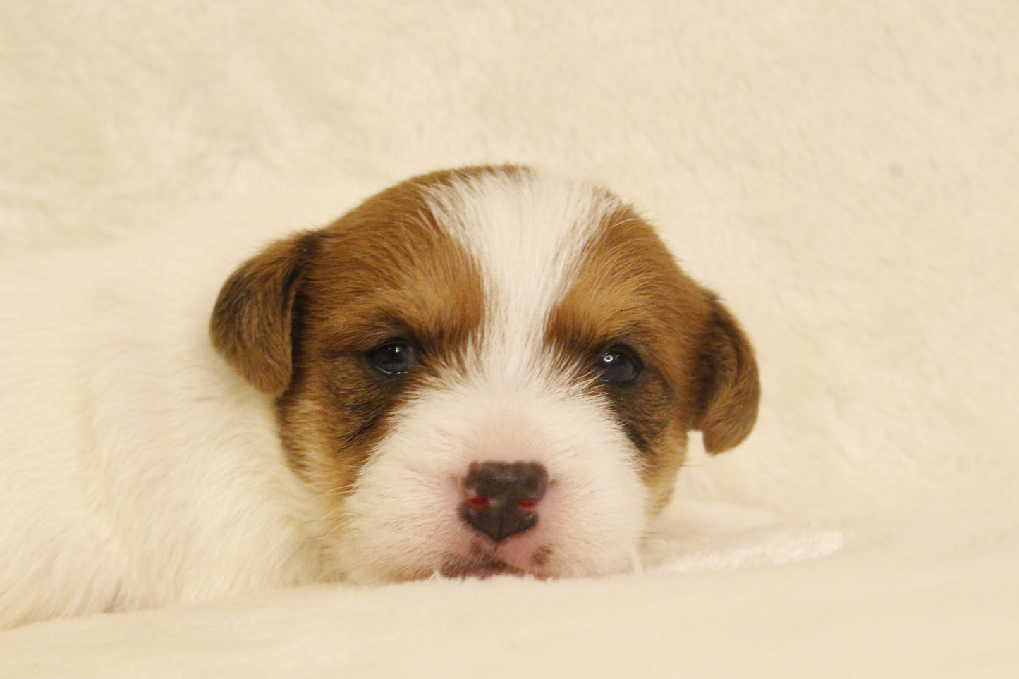 ブランベビー① 男の子