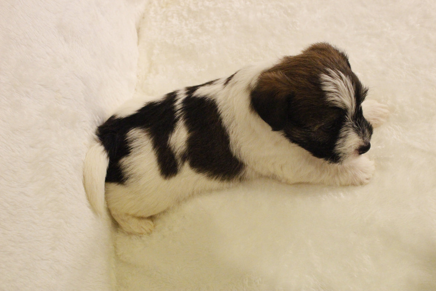 ミルベビー④ 男の子