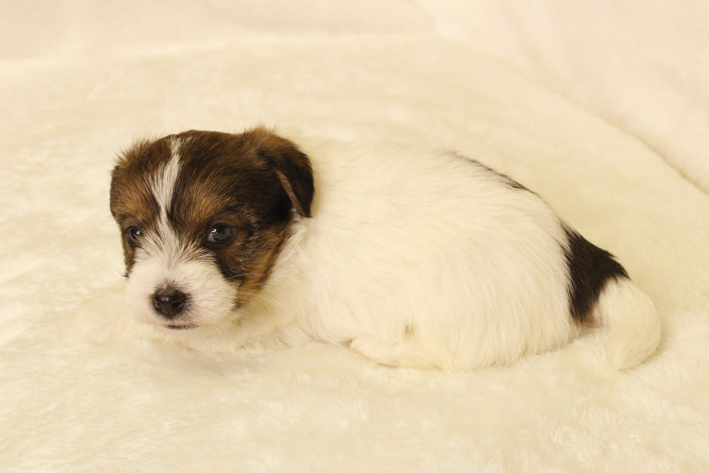 ミルベビー③ 女の子