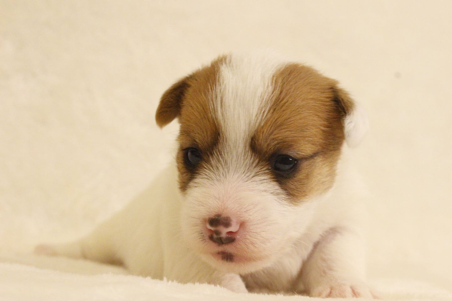 ブランベビー③ 女の子