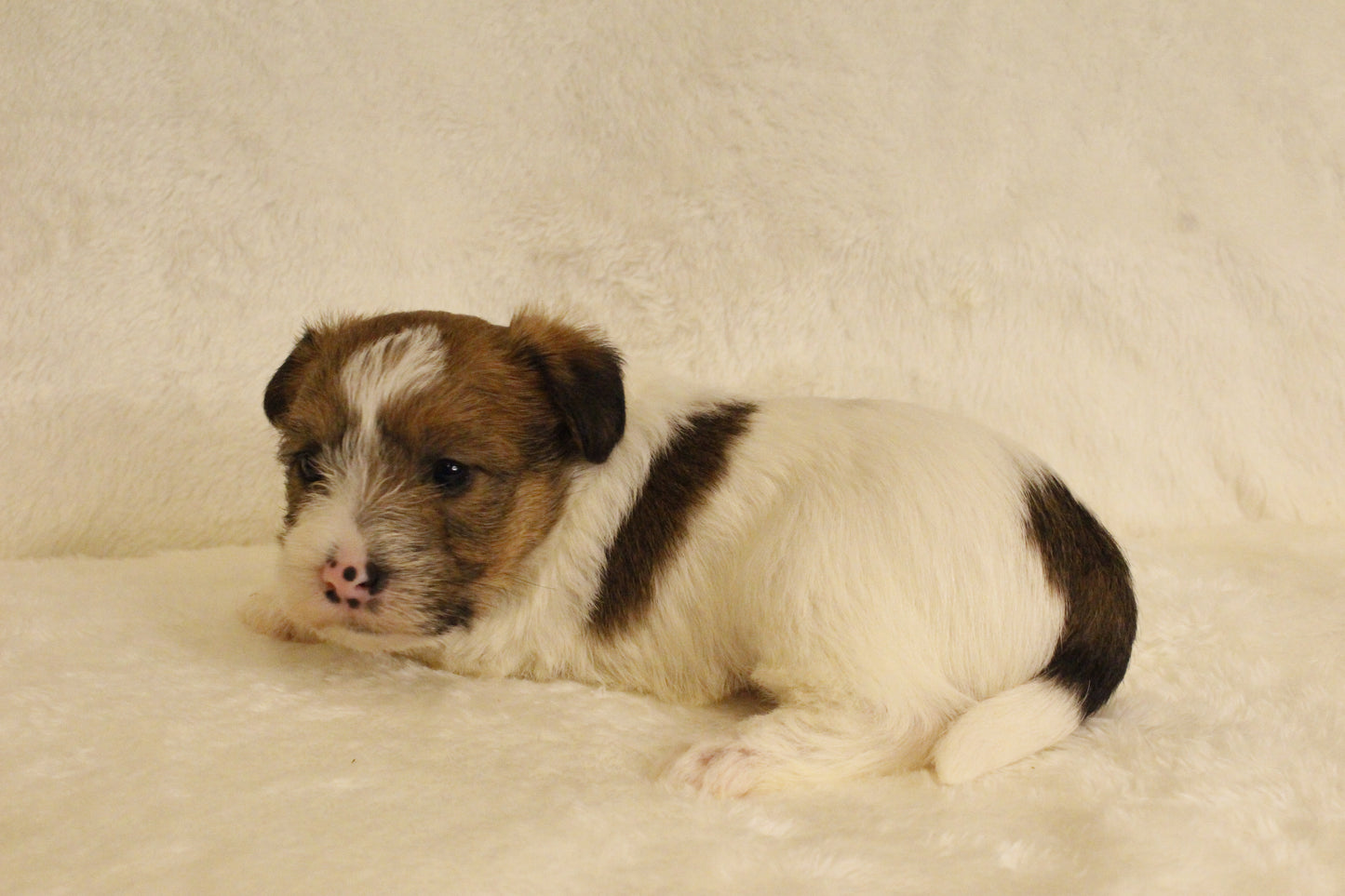 ミルベビー⑤ 女の子