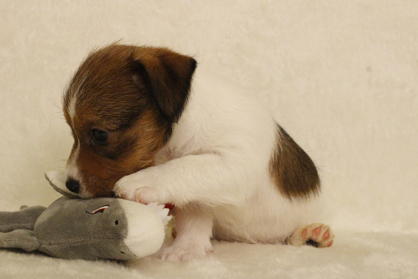 ブランベビー④ 男の子